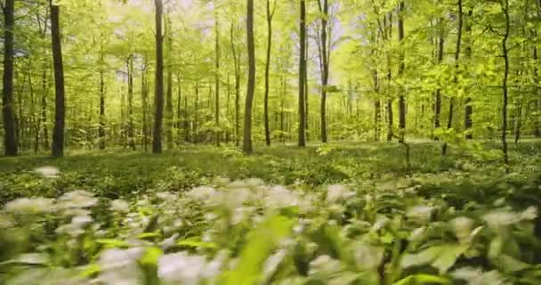 Vislumbre o interior da floresta cercado por uma paisagem verde exuberante em um dia ensolarado — Vídeo de Stock