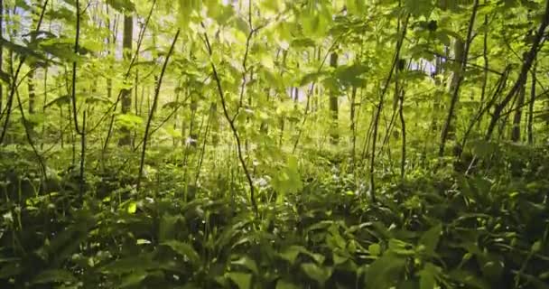 Kippschuss offenbart schönes Laub und Sonnenlicht im Wald zwischen Bäumen — Stockvideo