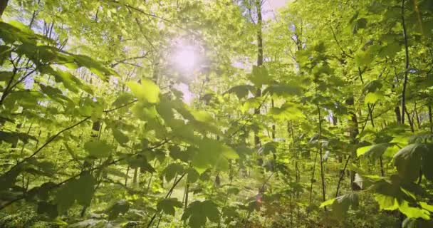 Deslumbramiento del sol y primer plano de las hojas forestales de los árboles de la selva — Vídeos de Stock