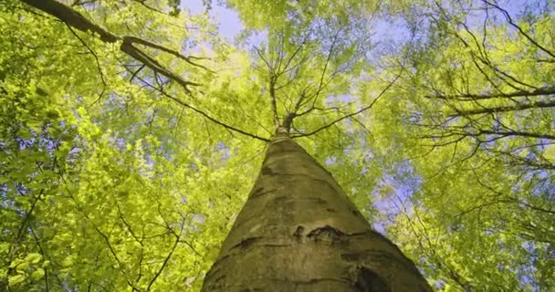 Worm 's Eye View Tree Trunk com o sol brilhando suavemente em suas folhas — Vídeo de Stock