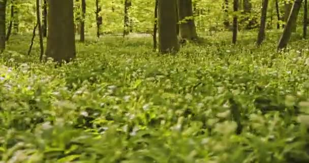 Saftig grüne Landschaft mit Blick auf Gras und Bäume im Wald — Stockvideo