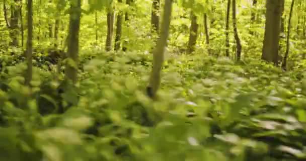 Plantes sauvages entourées de grands arbres au milieu de la forêt — Video