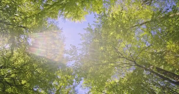 Céu azul claro e árvores altas no meio de uma floresta de faia na Dinamarca — Vídeo de Stock