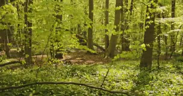 Árvores da floresta e plantas na floresta com a luz solar que irradiam para baixo nas folhas — Vídeo de Stock