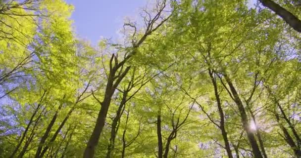 덴마크 삼림 속 의나무들을 보는 밝은 태양의 아름다운 광경 — 비디오