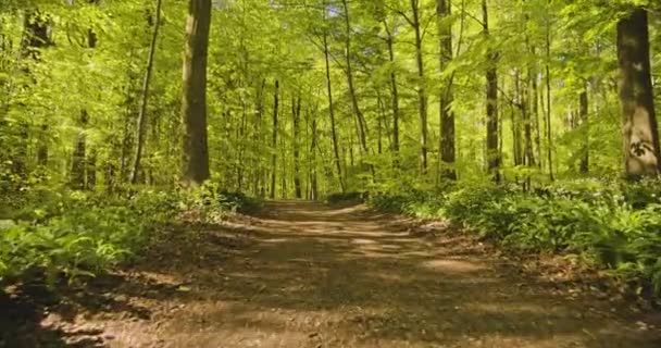 Chemin forestier entouré de plantes et d'arbres sauvages par une journée ensoleillée — Video