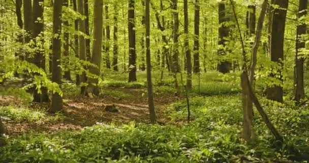 Solljus Strålar försiktigt nerför den lummiga gröna skogen i Danmark — Stockvideo