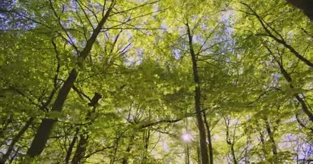 Bagliore del sole, alberi della foresta e rami in una bella giornata — Video Stock