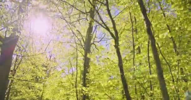 Sol radiante directamente al bosque con árboles de diferentes alturas — Vídeos de Stock