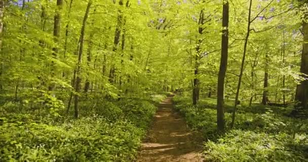 Paysage tranquille Marcher le long du sentier forestier par une journée ensoleillée — Video