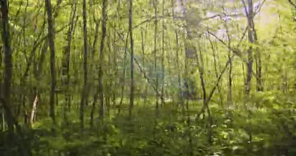 Ramos e galhos de árvores da floresta em um belo dia ensolarado — Vídeo de Stock