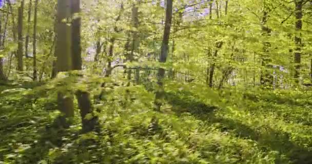 Grama Selvagem, Plantas e Árvores Florestais com Luz Solar irradiando do Céu em Bosques — Vídeo de Stock