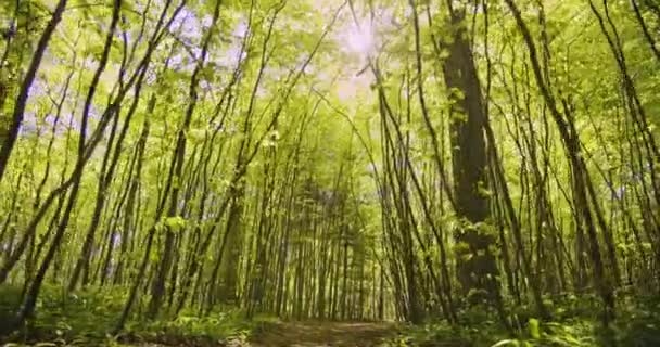 Kleine Bäume, die sich seitlich zum Waldweg neigen und im Hintergrund ein Sonnenstrahl — Stockvideo