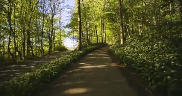 Chemin entièrement ombragé avec des arbres forestiers et la lumière du soleil regardant à travers — Video