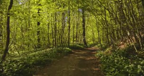 Tracking Shot Along Forest Path met wilde bomen en planten op een zonnige dag — Stockvideo