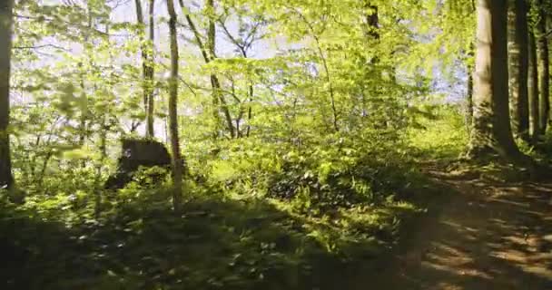 Dolly Shot le long de la voie de la saleté au milieu des bois forestiers par une journée ensoleillée