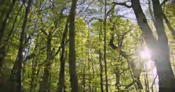 森の中の美しく背の高い木のドリーショットと空からの太陽の輝き — ストック動画