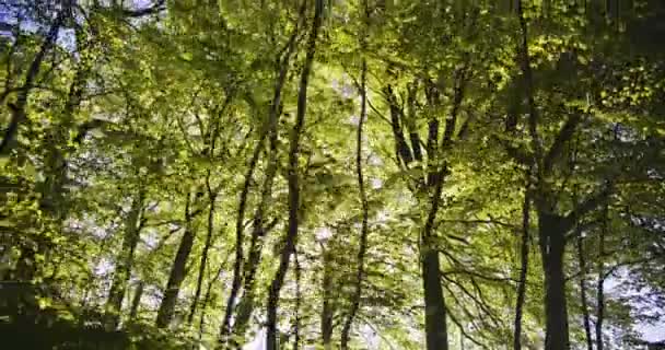 Bosco verde della foresta e la luce del sole splendente sullo sfondo — Video Stock