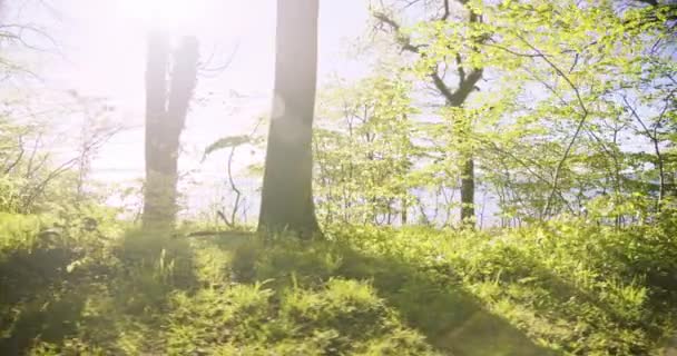 나무에 대항하는 밝은 태양의 광선으로 트랜 퀼 숲의 얇은 샷 — 비디오