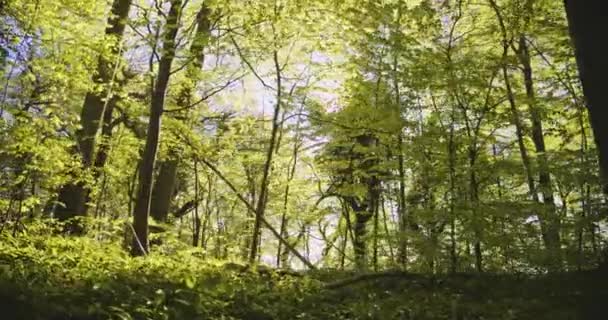 Brilho de sol brilhante e belas árvores exuberantes na floresta — Vídeo de Stock
