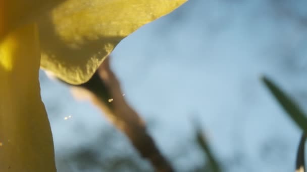 Pétales de jonquille de printemps ensoleillées au lever du soleil