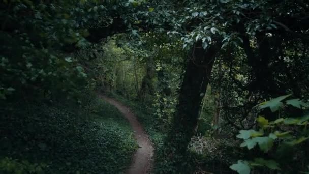Spårning Shot of Empty Forest Trail Omgiven av höga träd och lummiga växter — Stockvideo