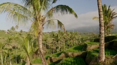 Bölgede Hindistan cevizi ağaçları ve açık gökyüzü olan pirinç tarlalarının sakin insansız hava aracı görüntüsü