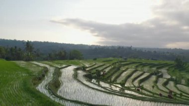 Endonezya, Bali 'deki ünlü pirinç tarlaları kara bulutlu gökyüzünün altında.