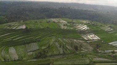 Bali 'nin Serene Drone Şutu, Endonezya Pirinç Terasları ve Çevre Tesisleri