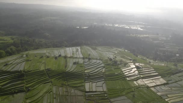 Ciel lumineux et terrasses de riz vert luxuriantes entourées de plantes vertes — Video