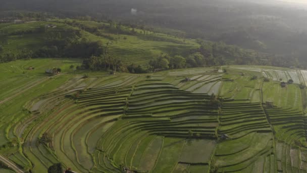 Puxe para fora Drone Shot of Thriving Arroz Terraces Plantation in Indonesia — Vídeo de Stock