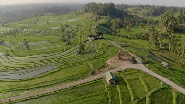 Terrazas de arroz con caminos estrechos en medio y siluetas de montaña — Vídeos de Stock