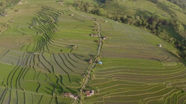 Drohnenschuss auf Reisterrassen in Indonesien an einem schönen sonnigen Tag — Stockvideo