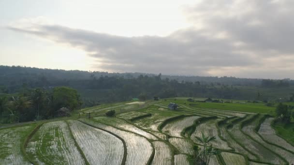 Bali rýžové terasy a tmavá oblačná obloha se siluetou horského lesa — Stock video