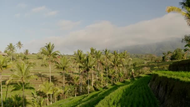 Bílé mraky, kokosové stromy a rýžové terasy na slunečném dni na Bali, Indonésie — Stock video