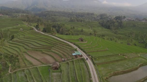 Terrazas de arroz y camino estrecho en el medio con una motocicleta pasando a través de — Vídeos de Stock