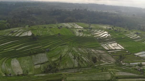 Serene Drone Shot of Bali, Indonésie rýžové terasy a okolní rostliny — Stock video