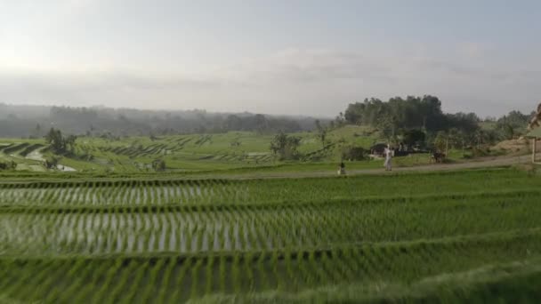 Drone pairando sobre terraços de arroz em Bali e mulher andando no caminho — Vídeo de Stock