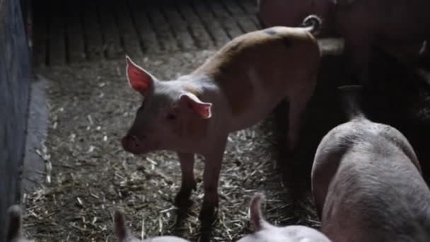 Jong varken in de Farmyard Pen — Stockvideo