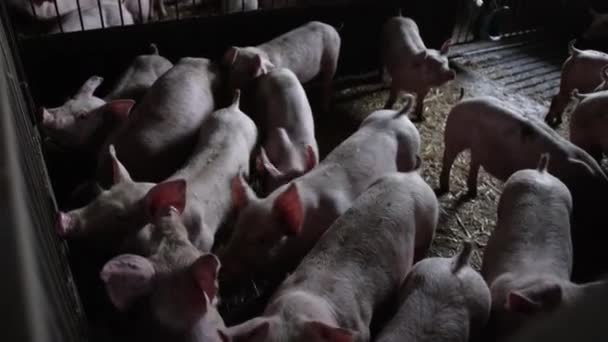 Cerdos juntos en corral Cerdos — Vídeos de Stock