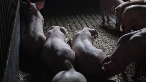 Cerdos acostados juntos en el piso de cerdo — Vídeos de Stock