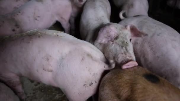 Cerdos en pluma en granja — Vídeos de Stock