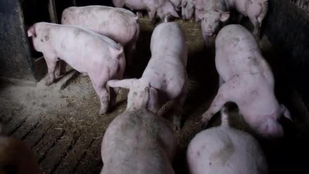 Cerdos alimentándose en la granja — Vídeos de Stock