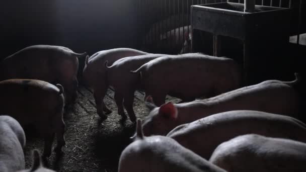 Cerdos al aire libre en la granja — Vídeo de stock
