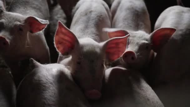 Varkens staan samen in een hok op de boerderij — Stockvideo