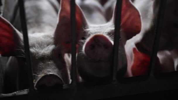 Farm Pigs mastigar e olhando para câmera — Vídeo de Stock