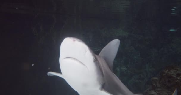 Blacktip rev hajar och fisk i akvarium — Stockvideo