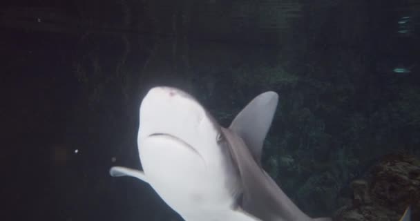 Tiburones de arrecife de punta negra y peces en acuario — Vídeo de stock