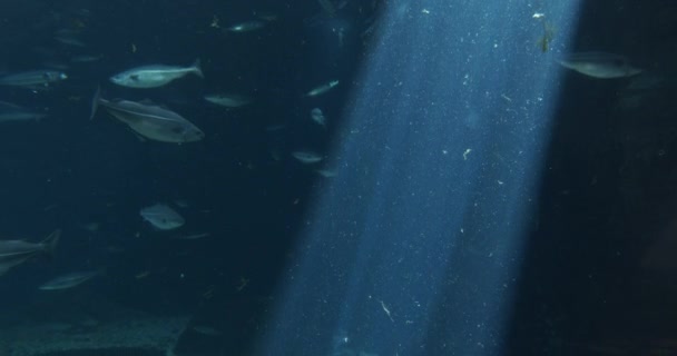 Pesci che nuotano attraverso le acque illuminate dal sole in acquario — Video Stock