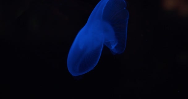 Яркая голубая лунная медуза, плавающая в аквариуме — стоковое видео